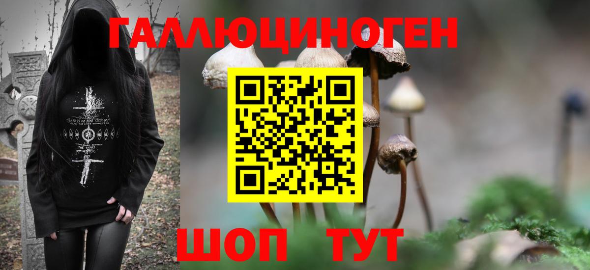 Галлюциногенные грибы Psilocybe Карачаевск